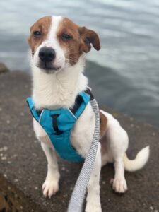 New dog listed for rescue at the Edinburgh Dog and Cat Home - Rocky