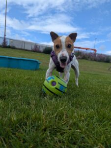 New dog listed for rescue at the Edinburgh Dog and Cat Home - Timmy