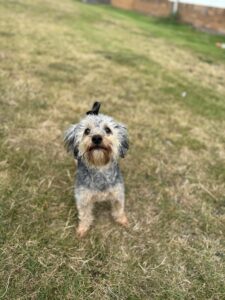 New dog listed for rescue at the Edinburgh Dog and Cat Home - Cookie