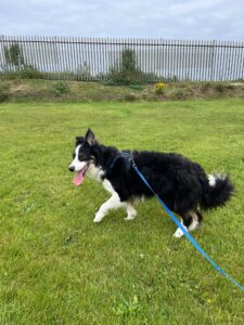 New dog listed for rescue at the Edinburgh Dog and Cat Home - Alan