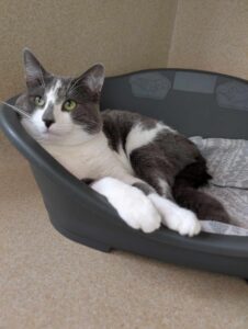 New cat listed for rescue at the Edinburgh Dog and Cat Home - Asher