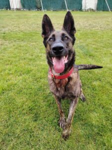 New dog listed for rescue at the Edinburgh Dog and Cat Home - Benji