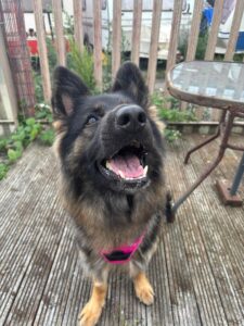 New dog listed for rescue at the Edinburgh Dog and Cat Home - Bonnie