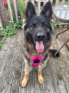 New dog listed for rescue at the Edinburgh Dog and Cat Home - Bonnie