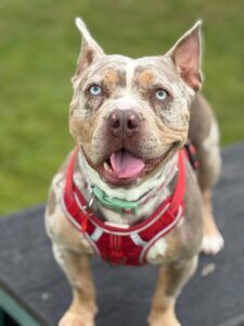 New dog listed for rescue at the Edinburgh Dog and Cat Home - Buddha