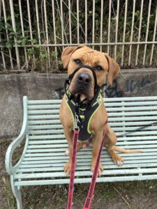 New dog listed for rescue at the Edinburgh Dog and Cat Home - Champ