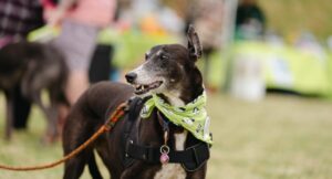 lurcher dog wearing an EDCH bandana around his neck