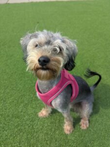 New dog listed for rescue at the Edinburgh Dog and Cat Home - Cookie