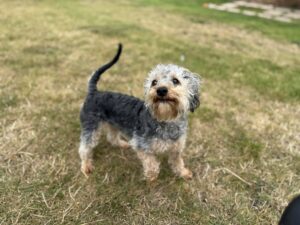 New dog listed for rescue at the Edinburgh Dog and Cat Home - Cookie