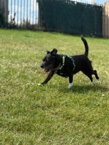 New dog listed for rescue at the Edinburgh Dog and Cat Home - Lady