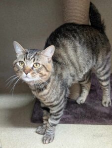 New cat listed for rescue at the Edinburgh Dog and Cat Home - Leo