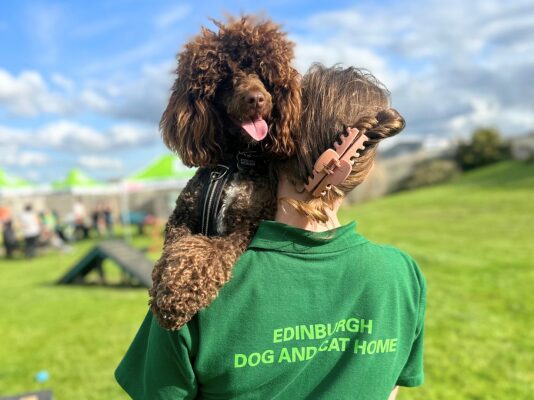 our-rehoming-process-edinburgh-dog-cat-home