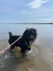 New dog listed for rescue at the Edinburgh Dog and Cat Home - Ozzy