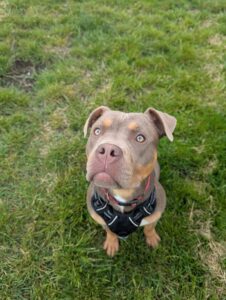 New dog listed for rescue at the Edinburgh Dog and Cat Home - Rosie