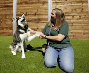 EDCH staff member vicky on floor holding paw of husky in paddock
