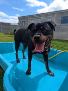 New dog listed for rescue at the Edinburgh Dog and Cat Home - Bella