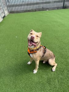 New dog listed for rescue at the Edinburgh Dog and Cat Home - Bumble