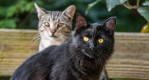 a black cat and a grey tabby cat sitting outside looking at the camera