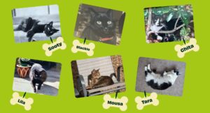 Images of all Jenni's cats alongside their names: Sooty, Blackie, Lila, Chita, Mousa, Tara