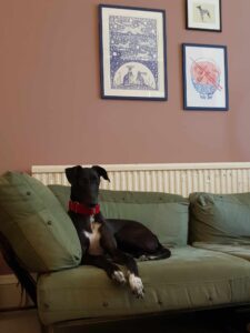 New dog listed for rescue at the Edinburgh Dog and Cat Home - Summer