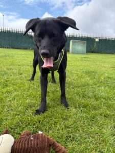 New dog listed for rescue at the Edinburgh Dog and Cat Home - Tucker