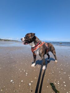 New dog listed for rescue at the Edinburgh Dog and Cat Home - Benny