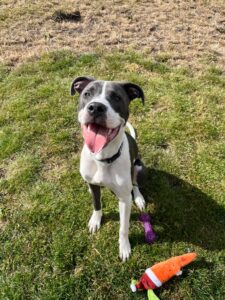 New dog listed for rescue at the Edinburgh Dog and Cat Home - Blue