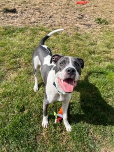 New dog listed for rescue at the Edinburgh Dog and Cat Home - Blue