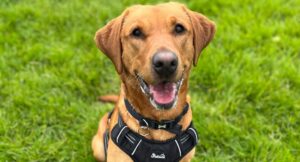 Close up of Copper, a golden labrador sitting on the grass