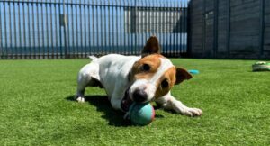 Timmy the dog playing with a ball in the small paddock