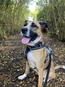 New dog listed for rescue at the Edinburgh Dog and Cat Home - Cooper