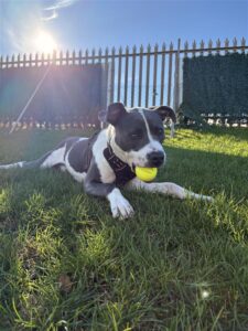 New dog listed for rescue at the Edinburgh Dog and Cat Home - Blue