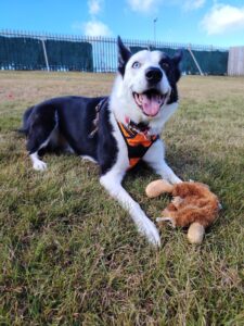 New dog listed for rescue at the Edinburgh Dog and Cat Home - Odie