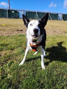 New dog listed for rescue at the Edinburgh Dog and Cat Home - Odie