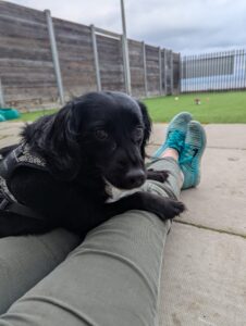 New dog listed for rescue at the Edinburgh Dog and Cat Home - River