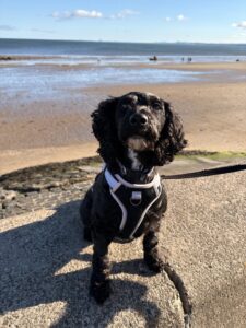 New dog listed for rescue at the Edinburgh Dog and Cat Home - Daisy