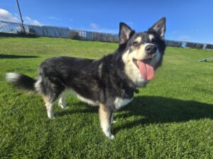 New dog listed for rescue at the Edinburgh Dog and Cat Home - Opal