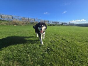 New dog listed for rescue at the Edinburgh Dog and Cat Home - Opal