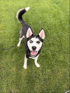 New dog listed for rescue at the Edinburgh Dog and Cat Home - Scotia