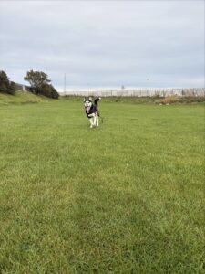 New dog listed for rescue at the Edinburgh Dog and Cat Home - Scotia