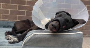 Summer lying down with her cone and mikki muzzle on