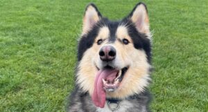 Wilbur sitting outside smiling at the camera
