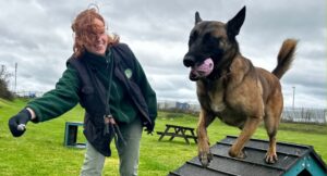 Violet the shepherd hopping over an agility ramp with member of the team, Rachel