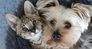 dog and cat with faces together looking up at camera