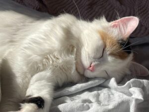 Rosie sleeping on a soft bed