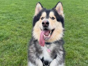 Wilbur sitting outside smiling at the camera