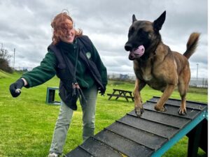 Violet the shepherd hopping over an agility ramp with member of the team, Rachel
