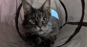 Juno sitting in her tunnel looking at the camera