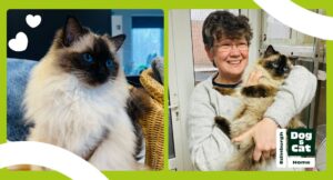 on the left: an image of Koa on a wicker chair on the right: an image of Lisa cuddling Koa in the cattery overlay of EDCH logo and graphics