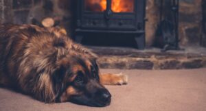 dog lying in front of a fireplace